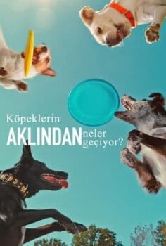 Köpeklerin Aklından Neler Geçiyor izle